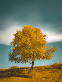 Arbre à l'aube sur Caroline Drijber Guérain
