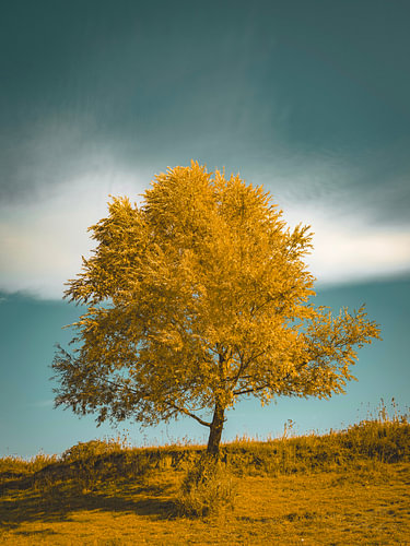 Tree at dawn