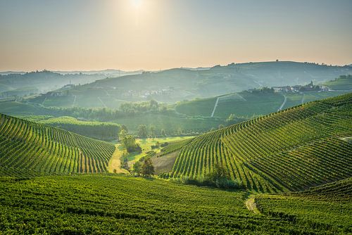 Langhe wijngaarden en Neive dorp op de achtergrond, Italië