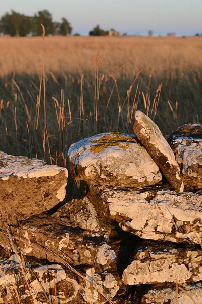 evening light wall by Neeltje - LIVING YOUR TRUE NATURE Jostock