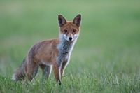 Jungfuchs (I)