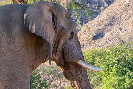 Der afrikanische Savannenelefant in Namibia