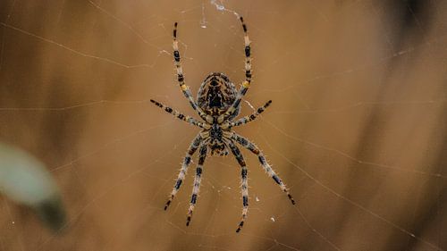 Kruisspin in zijn web