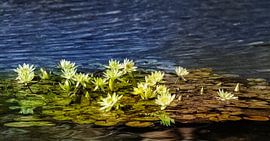 Wunderschöne Seerosen im zarten Gelb