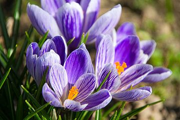 Les crocus en fleur dans l'Ortenau sur Tanja Voigt