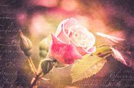rozen droom van Sonja Tessen thumbnail
