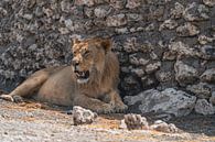 Lioness in Namibia, Africa by Patrick Groß thumbnail