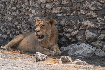 Leeuwin in Namibië, Afrika van Patrick Groß