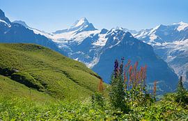 prachtig alpenlandschap Grindelwald eerst, Berner Alpen van SusaZoom