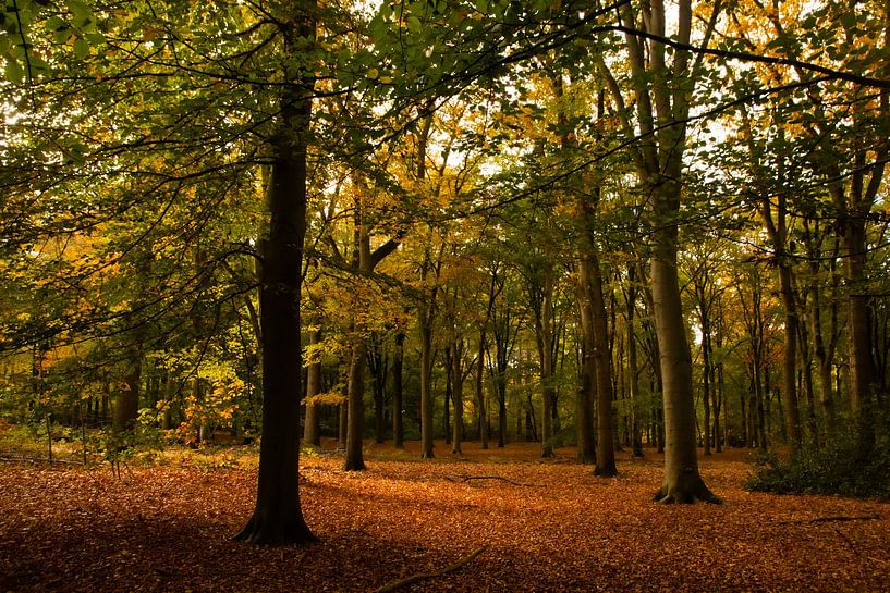 Autumn in the Warandebos, Tilburg by Nynke Altenburg