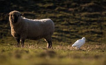 Kuhreiher mit Schaf von Danny Slijfer Natuurfotografie