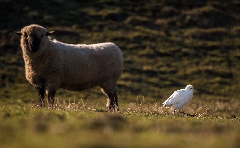 Cattle egret with sheep by Danny Slijfer Natuurfotografie