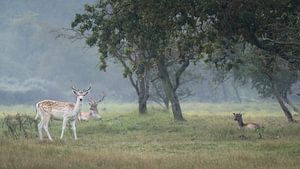 Mehrere Damhirsche in den Dünen der Amsterdamer Wasserversorgung
