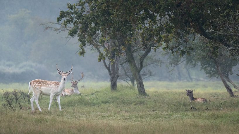 Multiple fallow deer in the Amsterdam Water Supply Dunes by Anges van der Logt