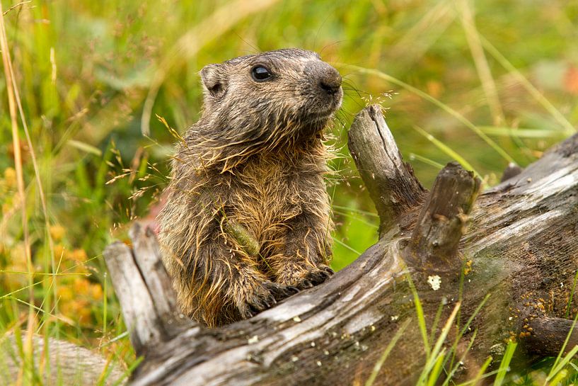 A marmot climbs on a tree stump by Paul Wendels