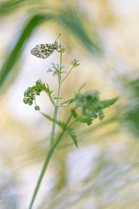Orange tips on cow parsley