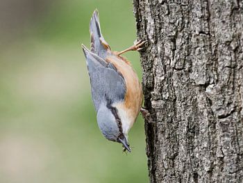 Sittelle avec de la nourriture