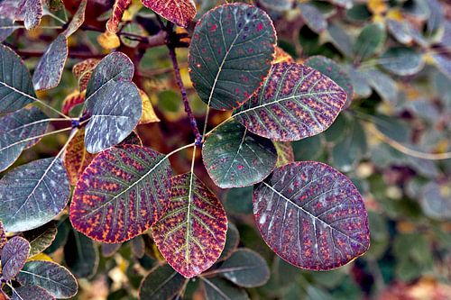 Kleurrijke bladeren in het herfstpark