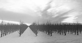 Winterliche Stille im Obstgarten. von Jose Lok