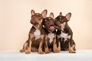 Drie ondeugende franse bulldog pups op een bankje van Elles Rijsdijk