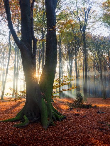 Zonnester in herfstbos