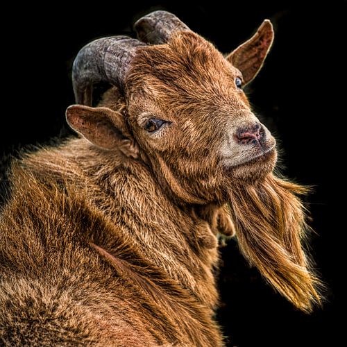 Portrait of a brown goat with a goatee