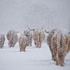 Schneebedeckte schottische Highlander... von Ans Bastiaanssen