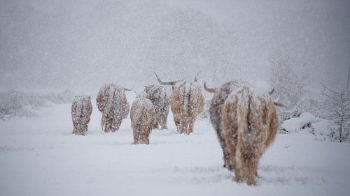 Snow-capped Scottish Highlanders... by Ans Bastiaanssen