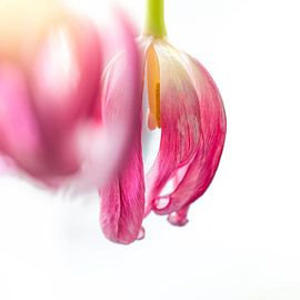 Tulip by Paulien Varkevisser