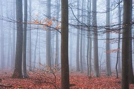 Misty Autumn Forest by Fabrizio Micciche