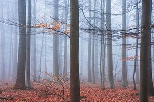 Forêt d'automne brumeuse