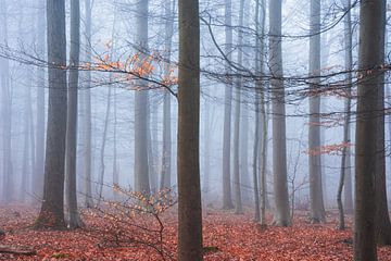 Nevelig herfstbos van Fabrizio Micciche