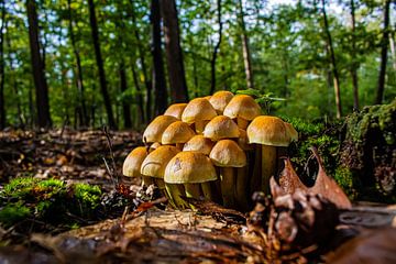 groepje paddenstoelen in de bossen. van Bas Maas