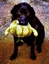 Black Labrador With Favourite Toy by Dorothy Berry-Lound thumbnail