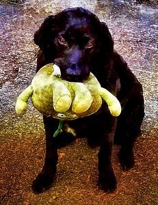 Schwarzer Labrador mit Lieblingsspielzeug