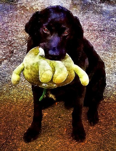 Labrador noir avec jouet favori
