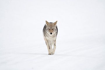 Coyote (Canis latrans), loopt recht op de fotograaf af, wildlife, Yellowstone, USA. van wunderbare Erde