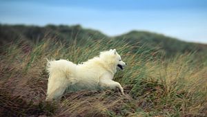 Samoyed