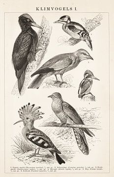 Gravure vintage Oiseaux grimpeurs I sur Studio Wunderkammer