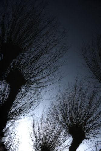 Weerspiegling van Hollandse wilgen in het water. One2expose Wout Kok Photography