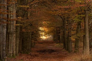 Autumn van Hans Koster