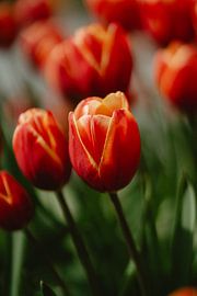 Tulp van Myrthe Vlasveld