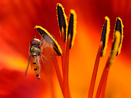 Hoverfly on a red daylily by Naturfotograf in Ostfriesland