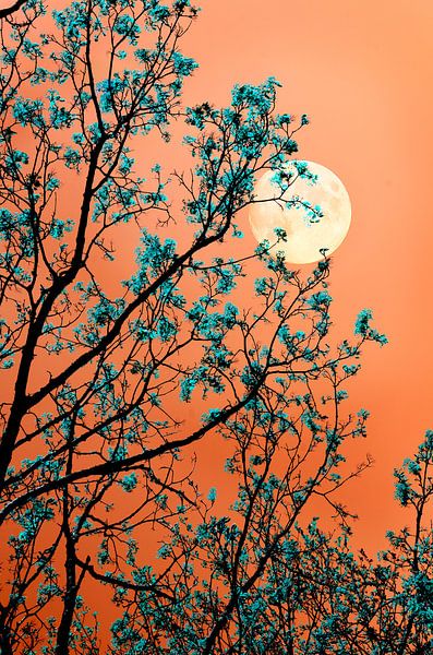 Magic Moon by Corinne Welp