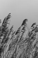 Riet. Fine art fotografie. Wanddecoratie. Zwart-wit en moody