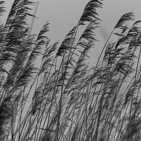 Reed. Fine art photography. Wall decoration. Black and white and moody by Quinten van Ooijen