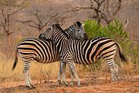 Amoureux des zèbres dans le parc Kruger en Afrique du Sud