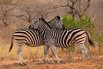 Verliefdde zebra's in het Krugerpark Zuid Afrika van Truus Hagen