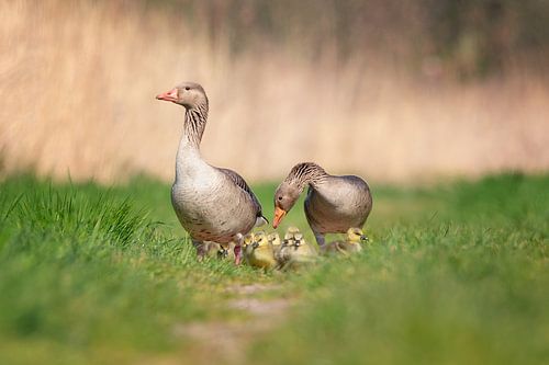 Family greylag goose