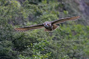 Northern Eagle Owl ( Bubo bubo ) in gliding flight along a steep face, bushes of an old quarry, fron